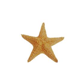 Star Fish 3D model